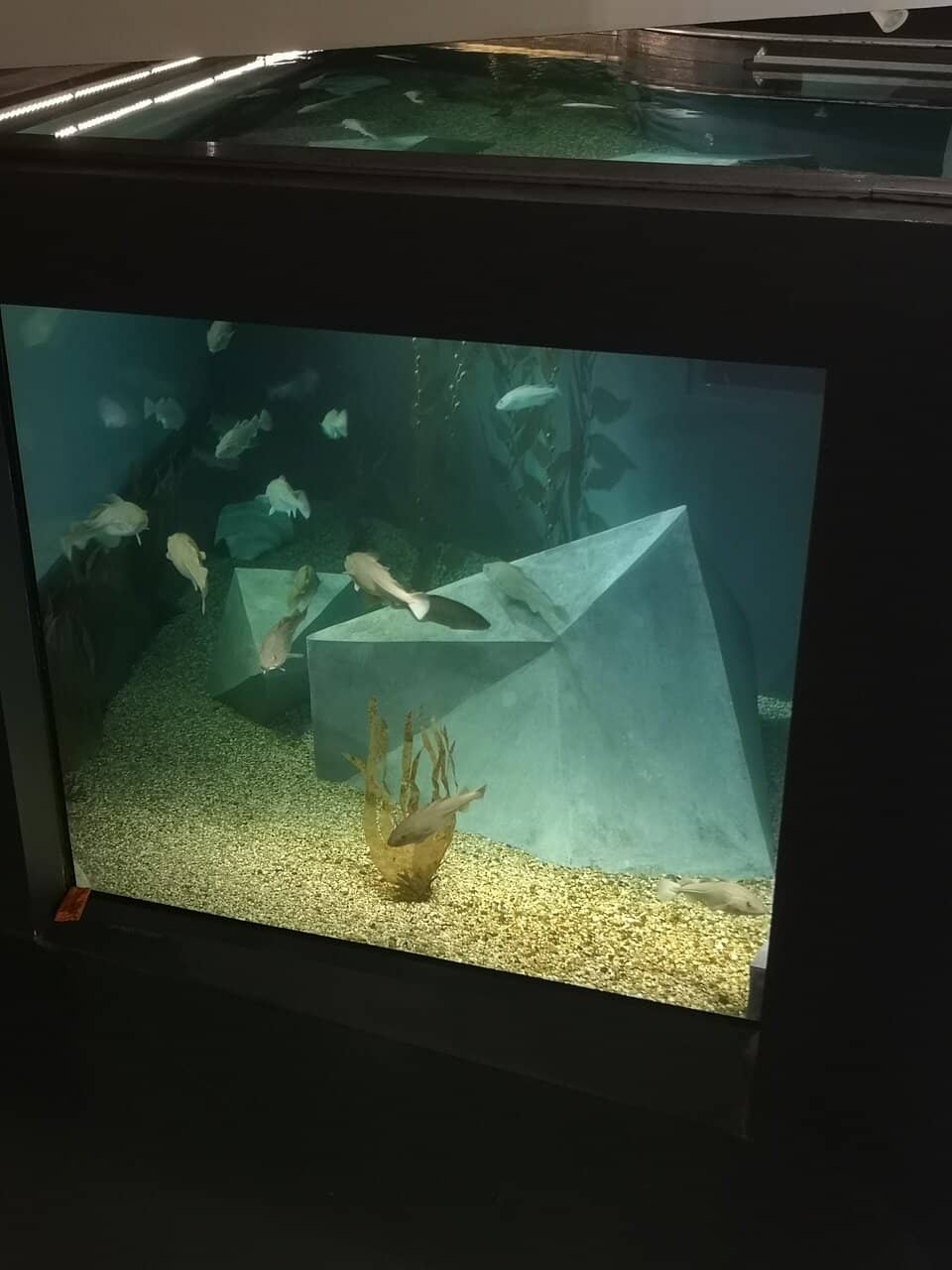 Cod Fishing Exhibits