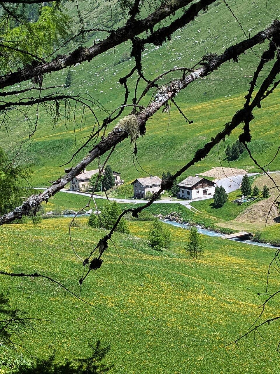 Horse-Drawn Carriage Ride