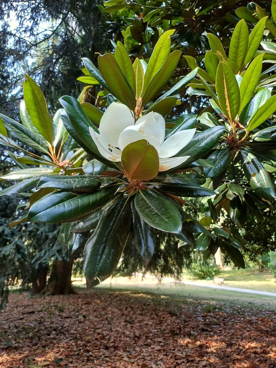 Cascine Storiche