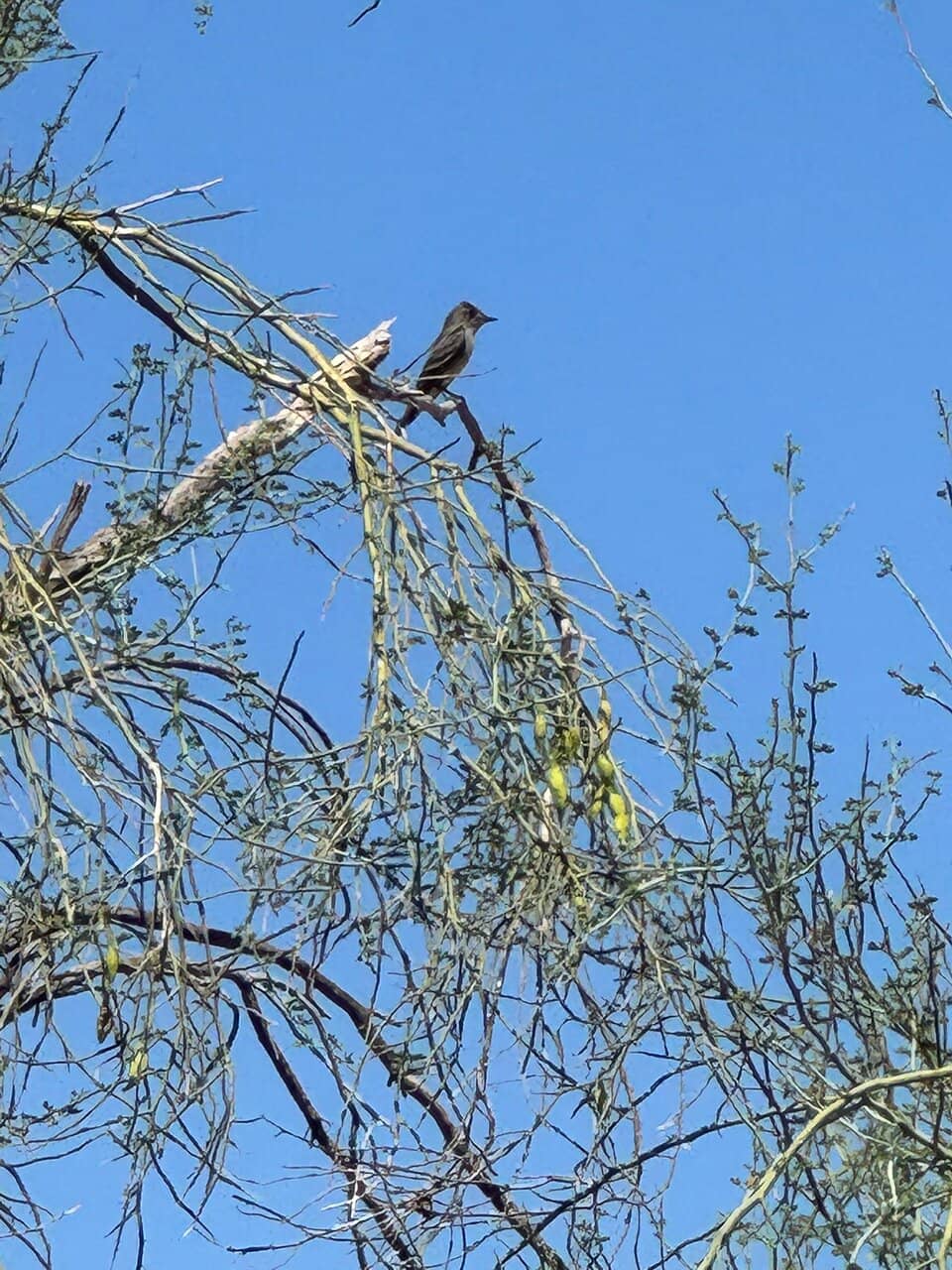 Rio Salado Restoration Area Trails
