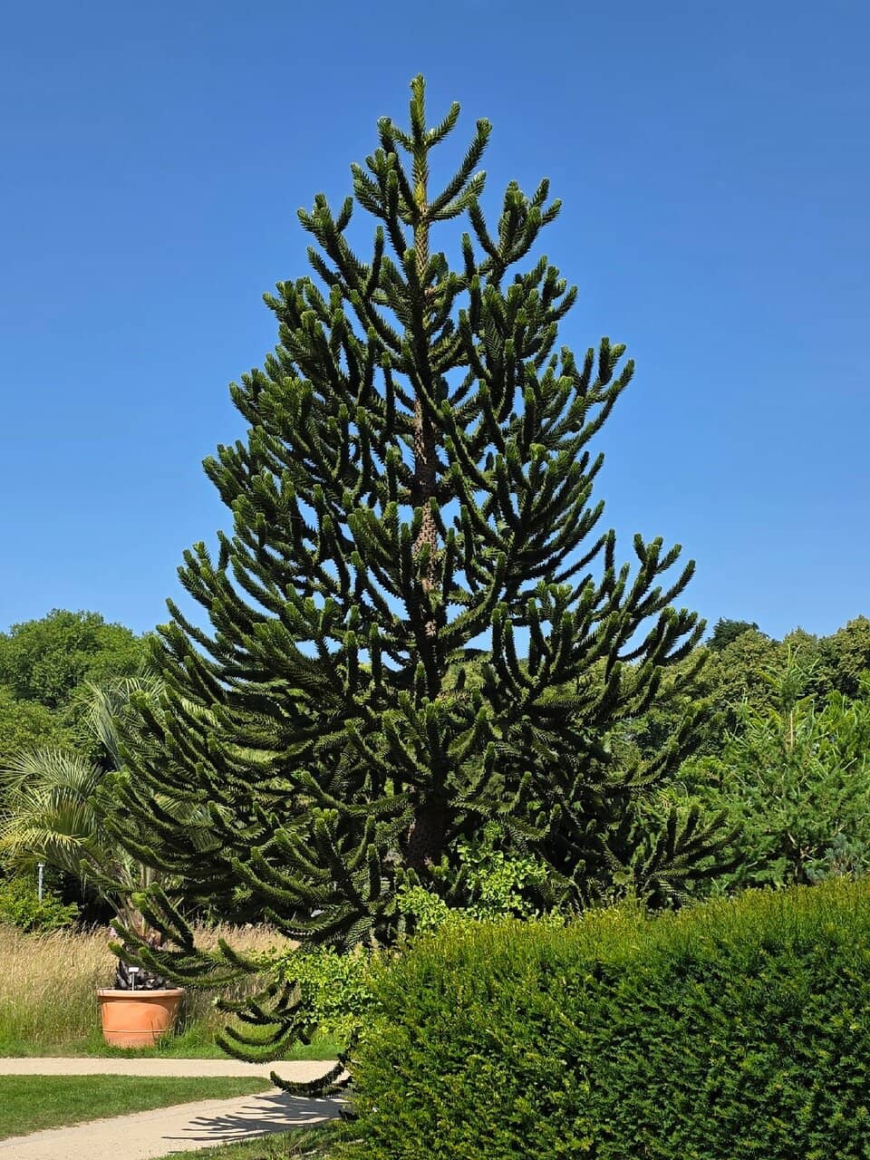 Arboretum