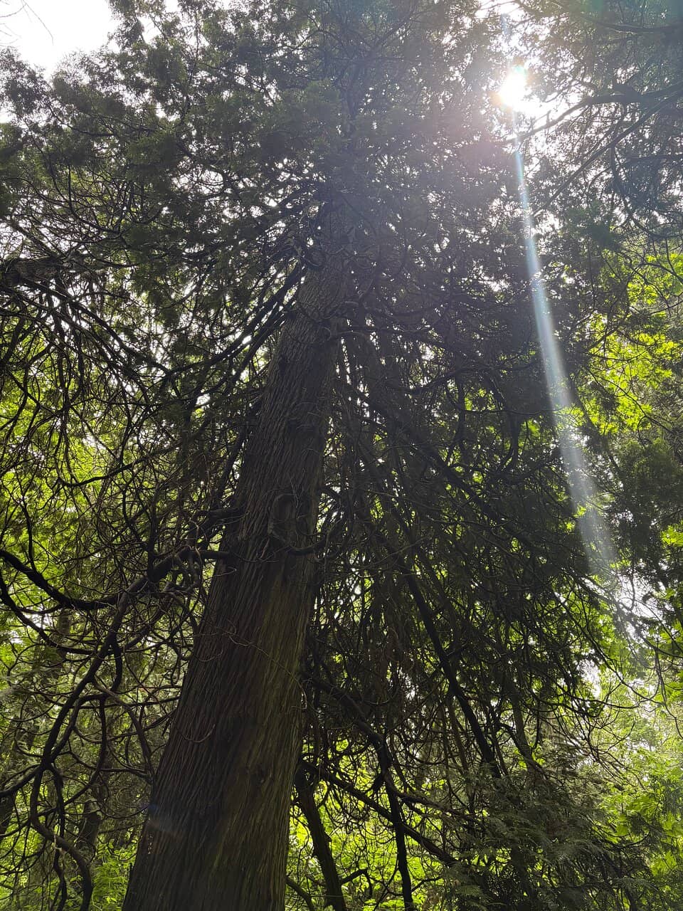 Island Camping Experience