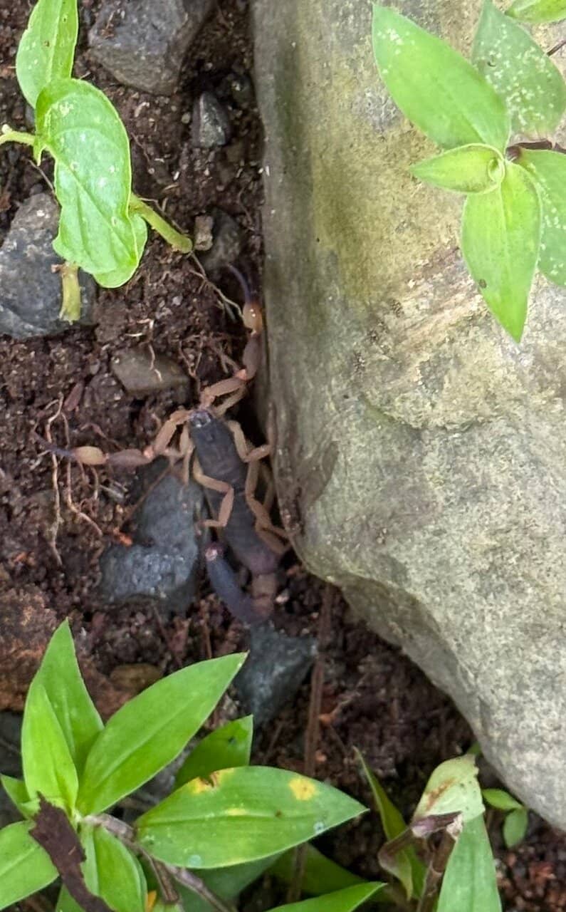 Tranquil Pond and Wildlife