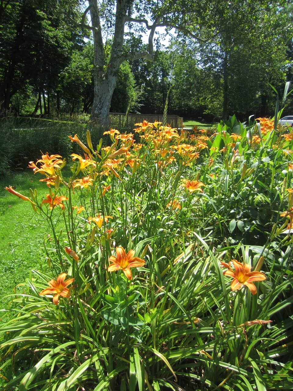 Conestoga River Creek