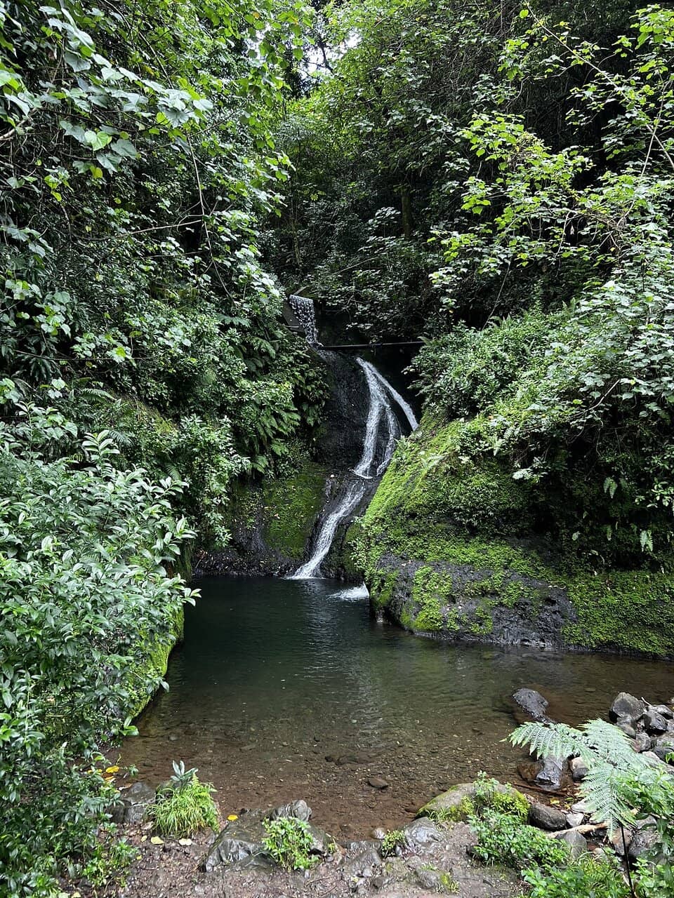 Rainforest Trails