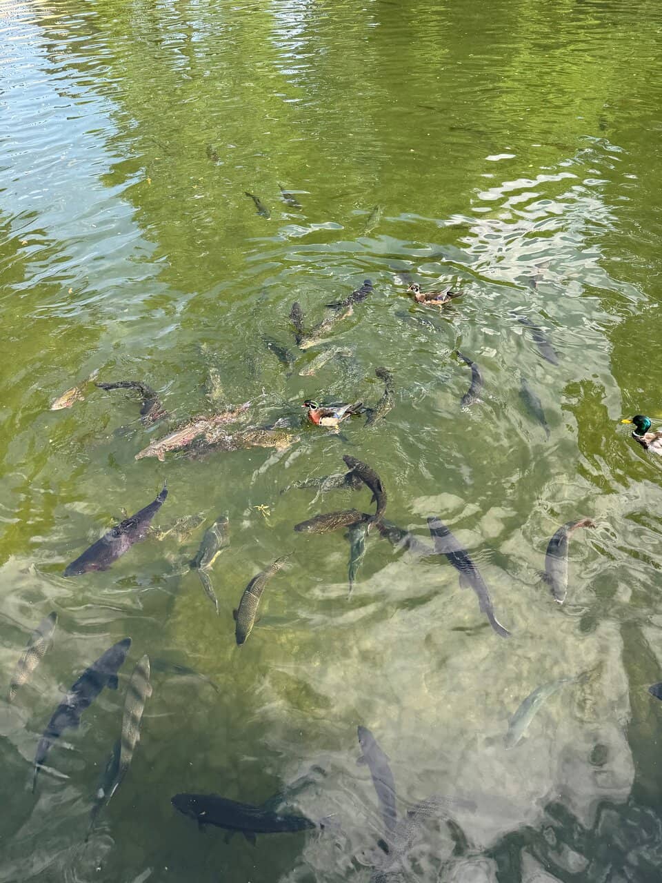 Wildlife Spotting