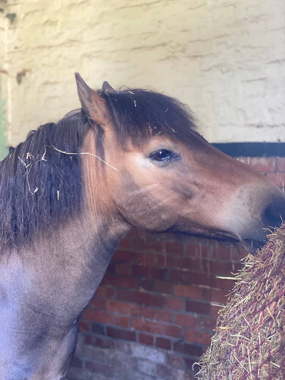 Pony Rides and Grooming