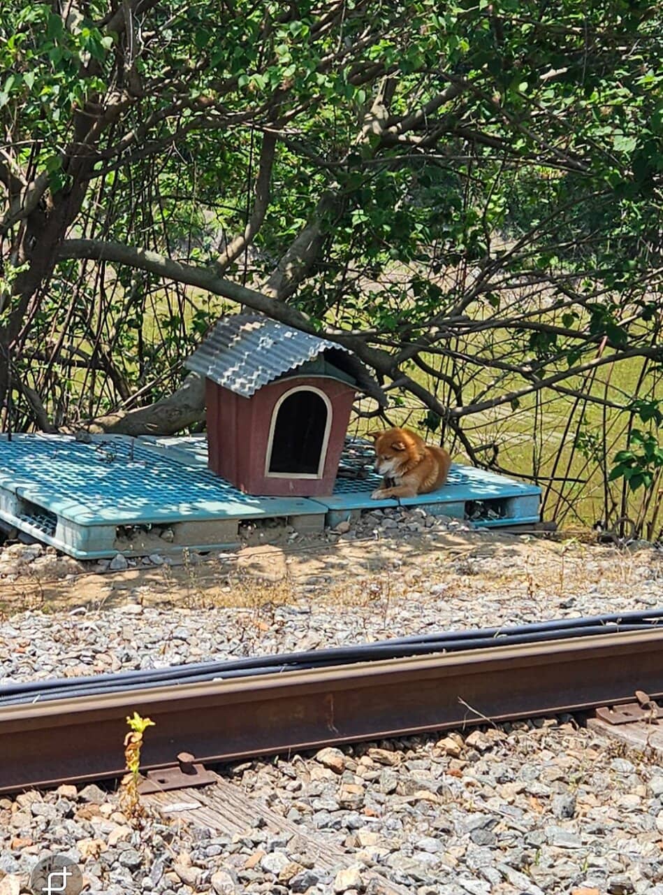 Romantic Train Ride