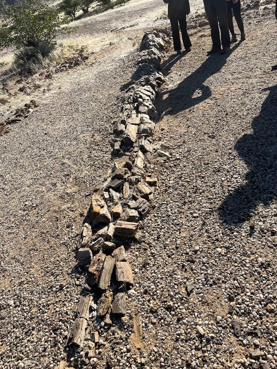 Unique Welwitschia Plants