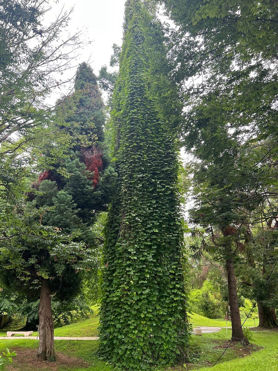 Giant Trees Collection