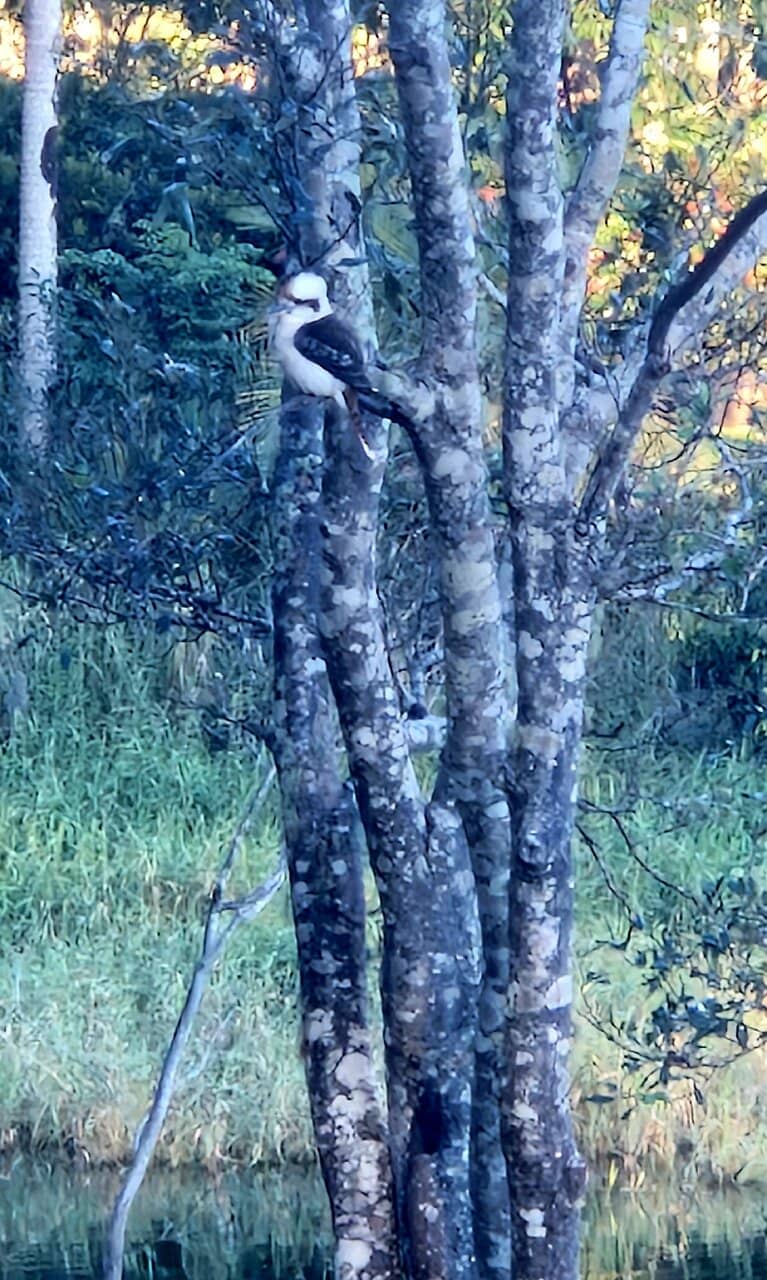 Kondalilla National Park Trails
