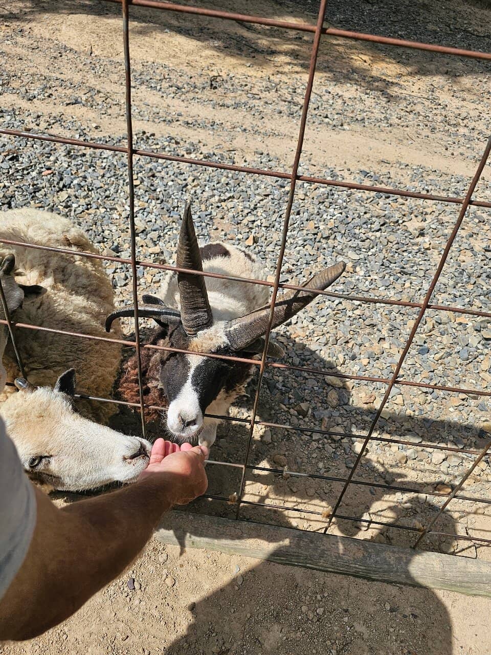 Petting Zoo & Animal Encounters