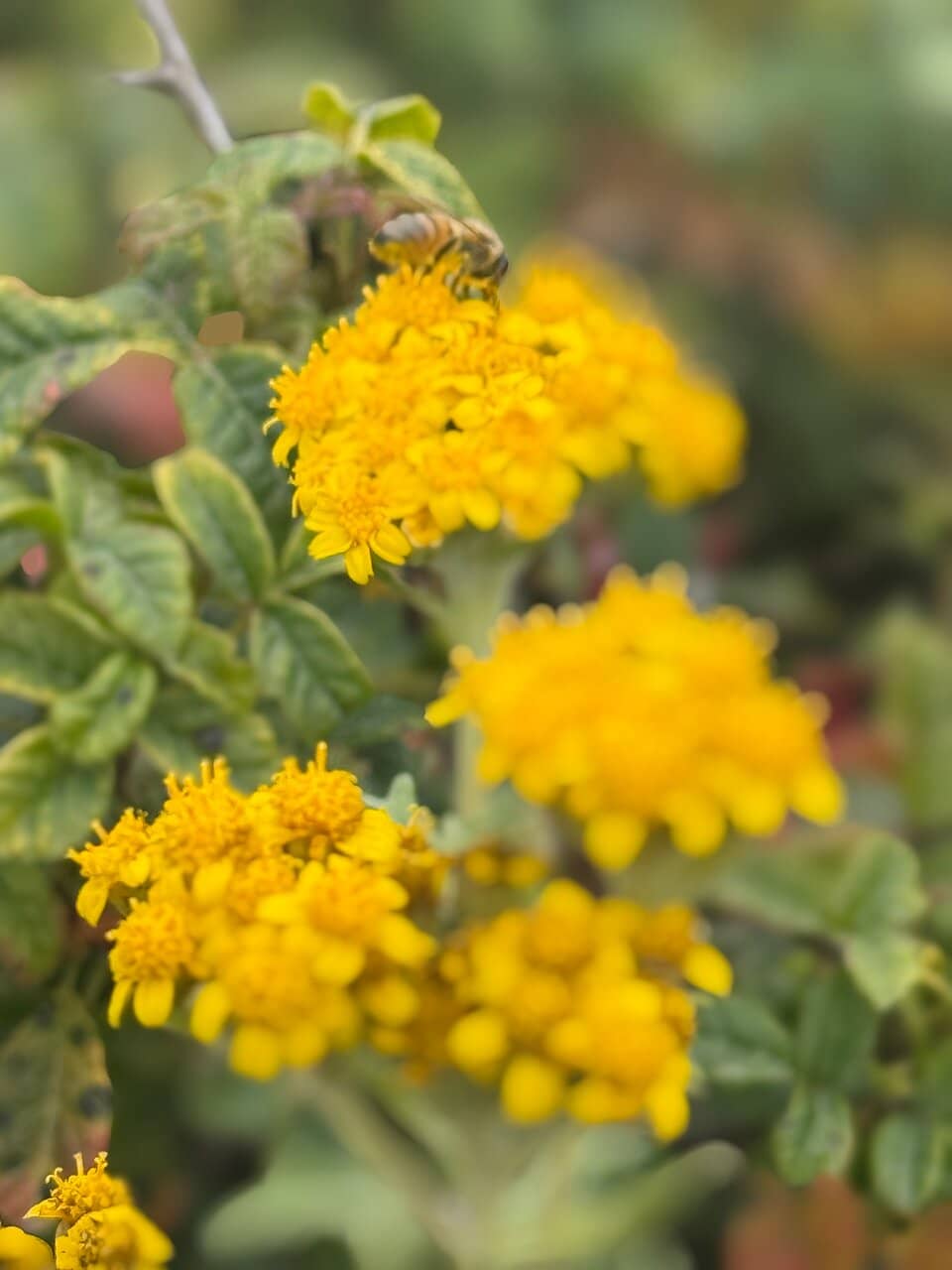 Pacific Ocean Vistas