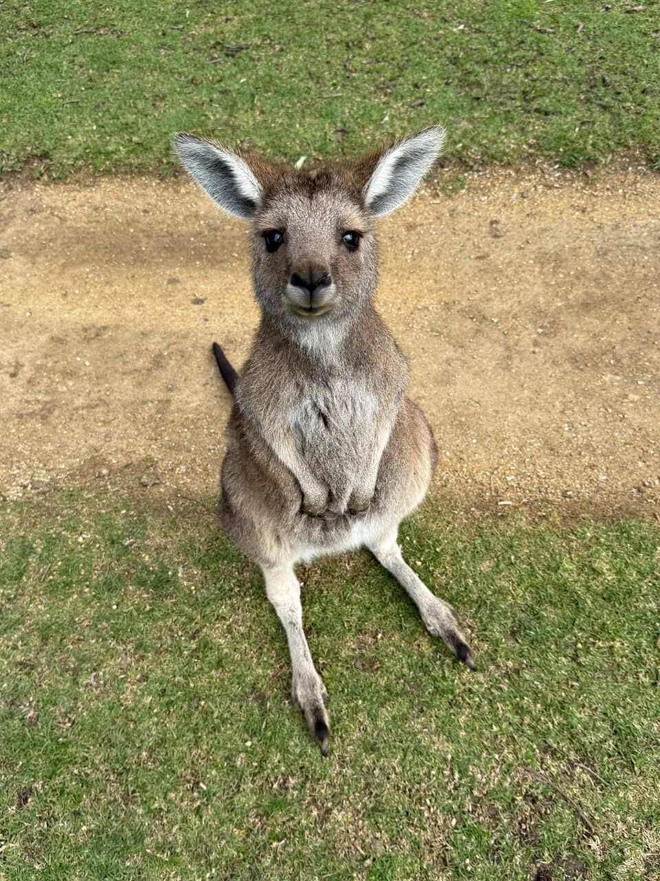 Koala Encounters