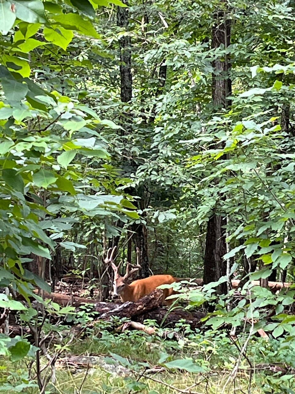 Kennesaw Mountain Summit