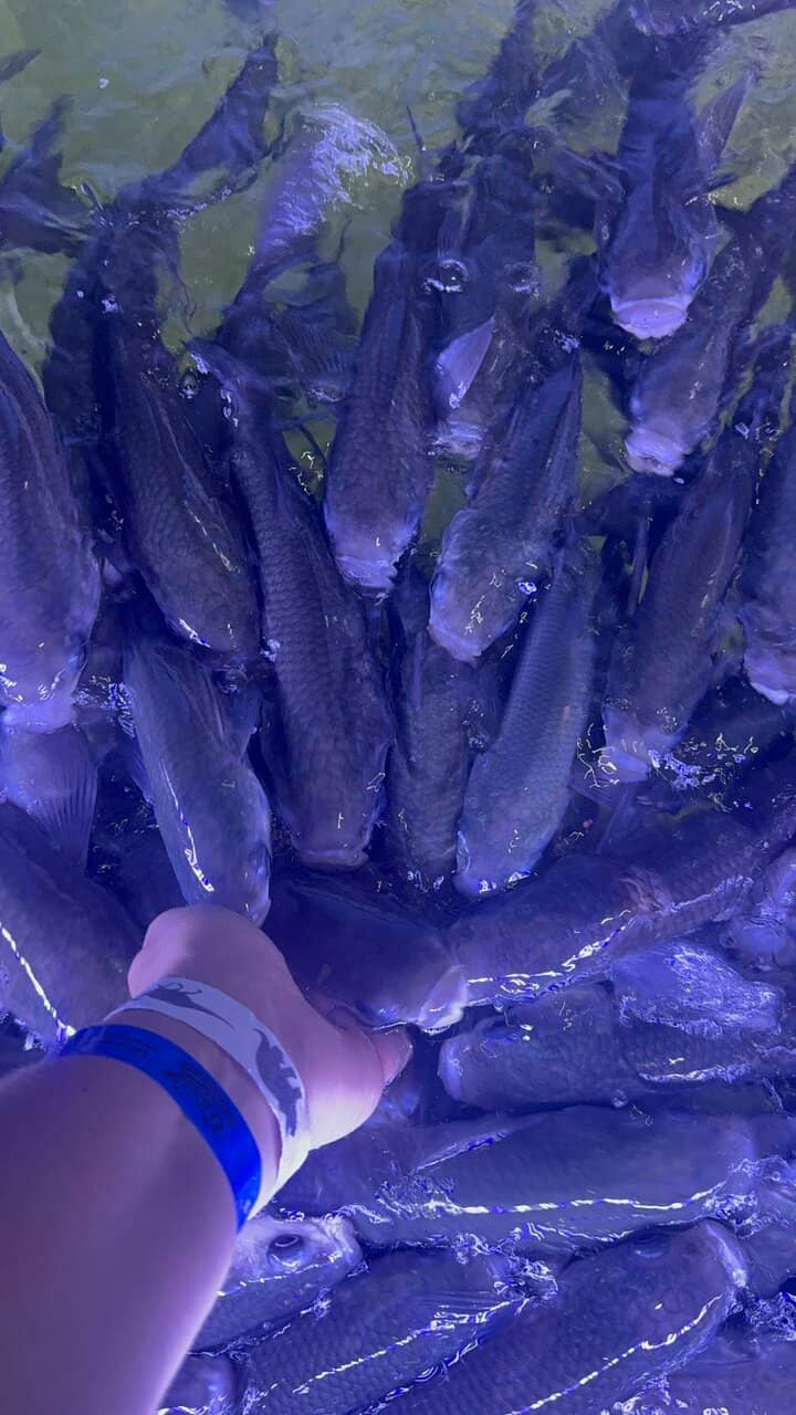 Local Marine Life Displays
