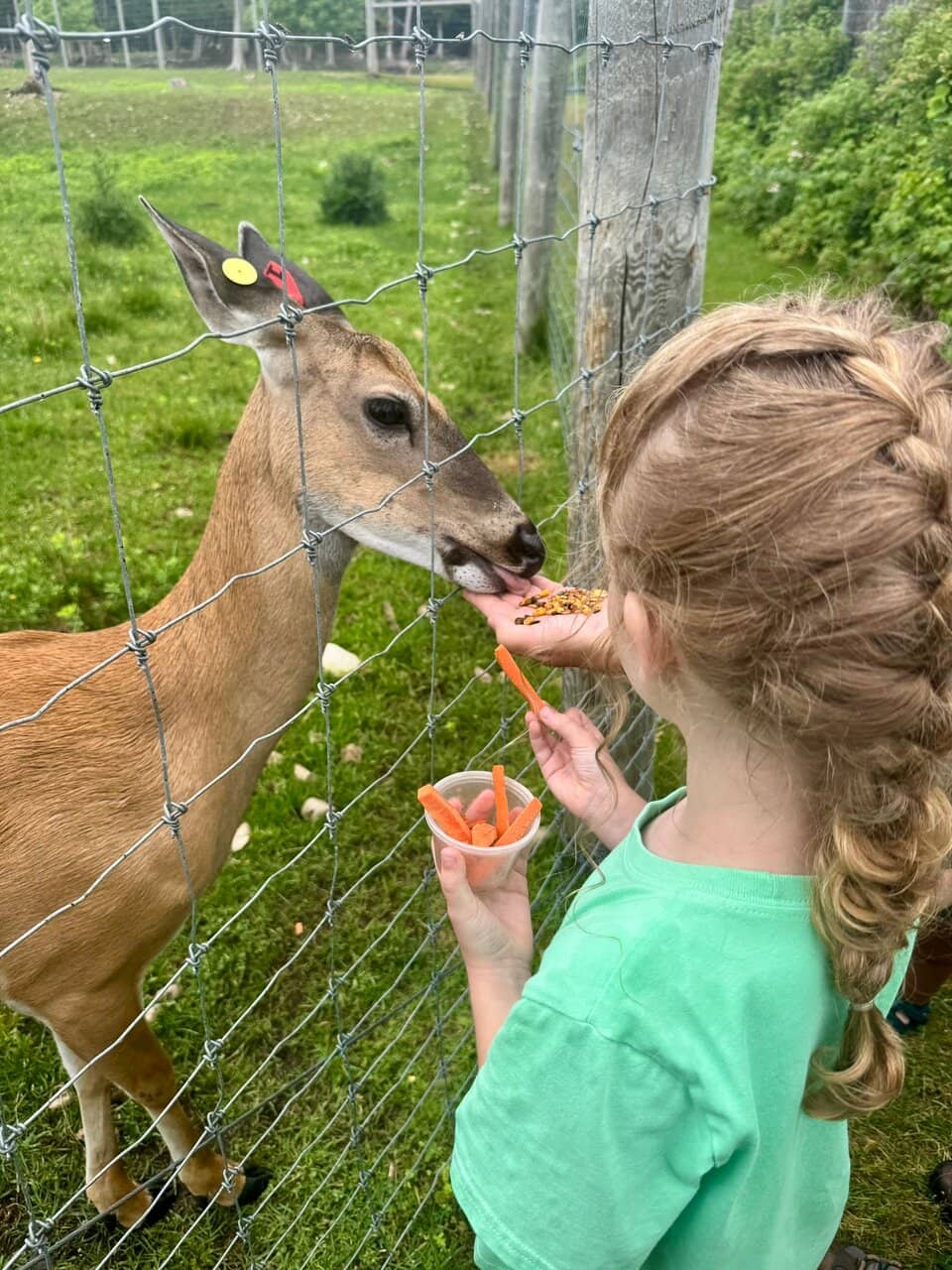 Albino and White-Tailed Deer
