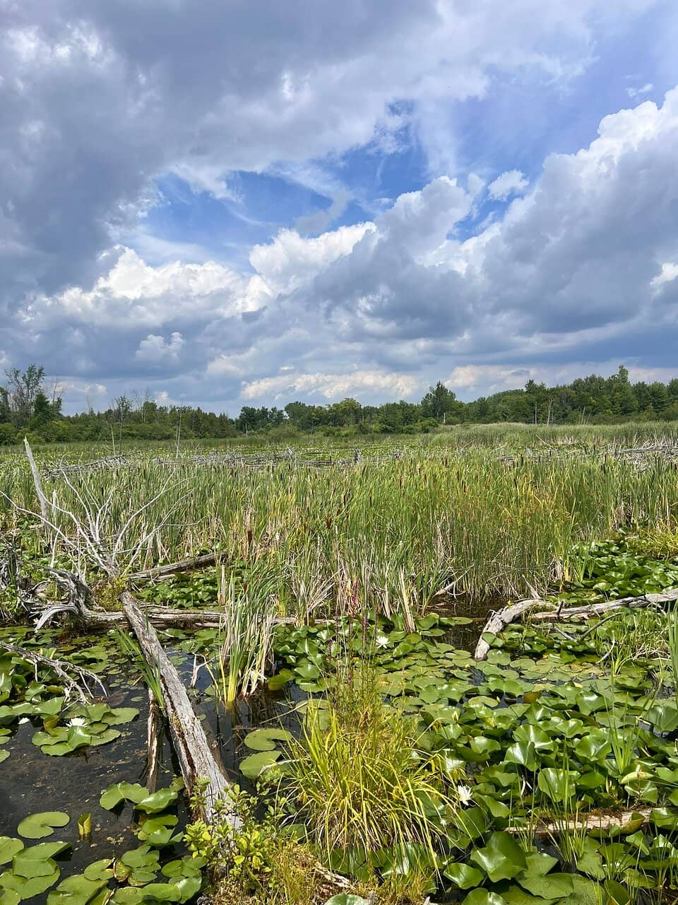 Birdwatching Opportunities