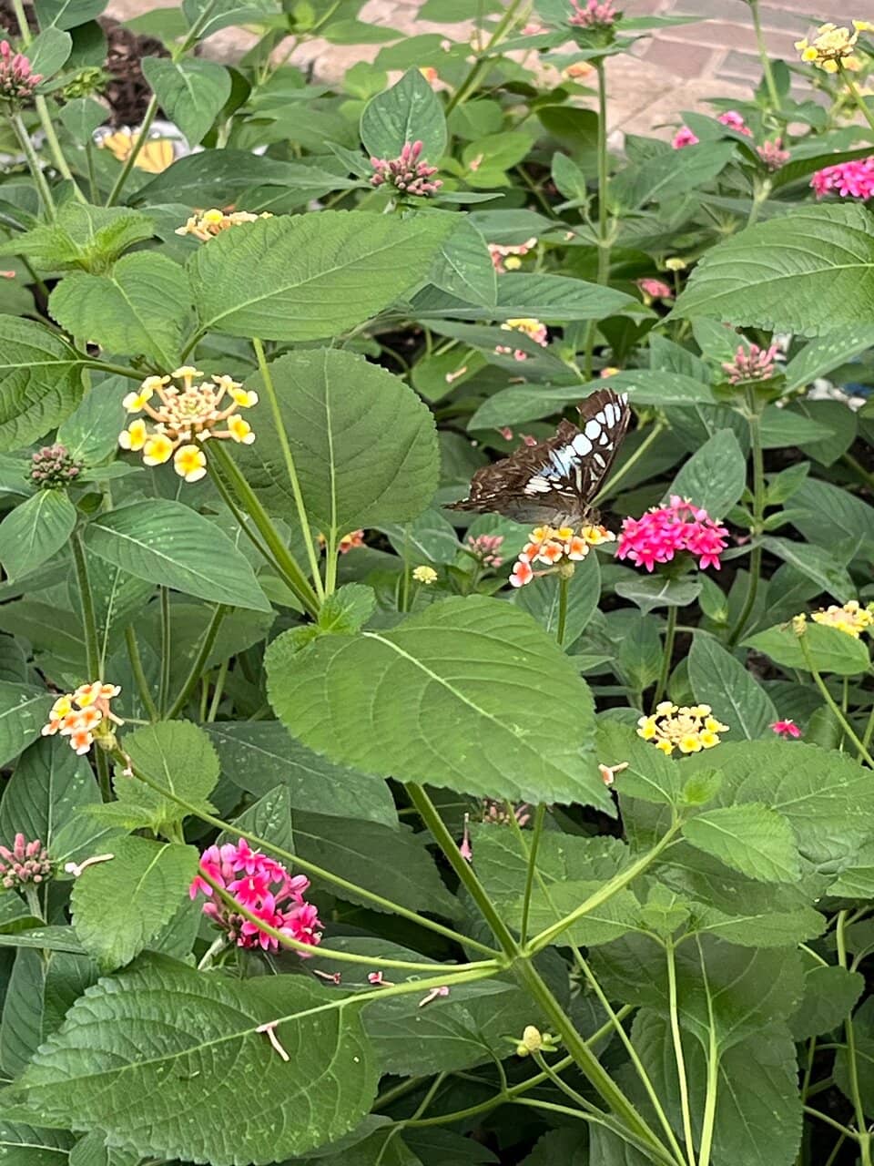 Butterflies Landing on You