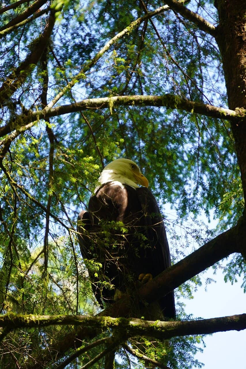 Bear Viewing Expeditions