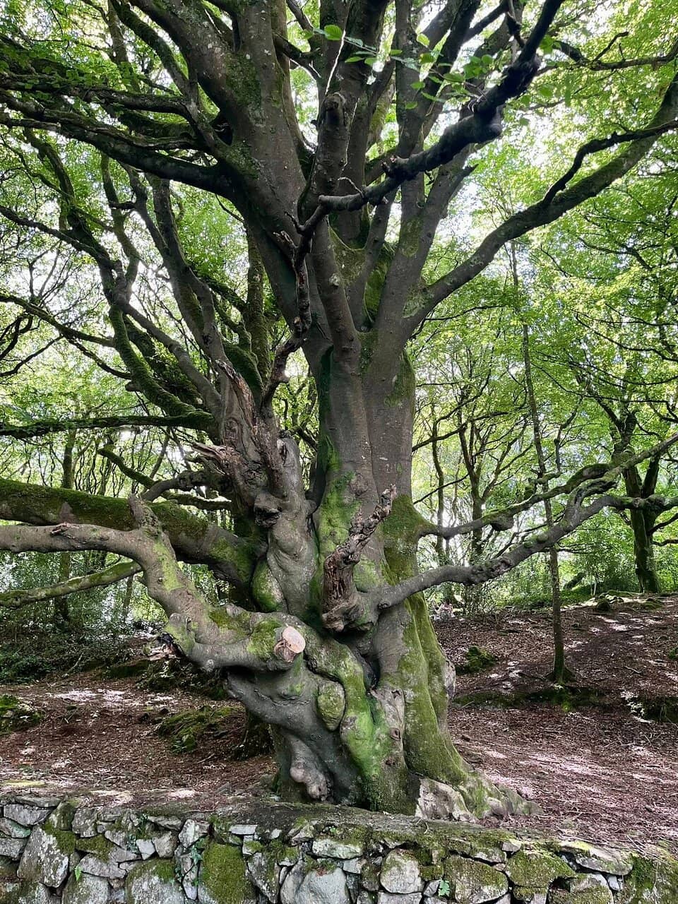 Enchanted Woodland Trails