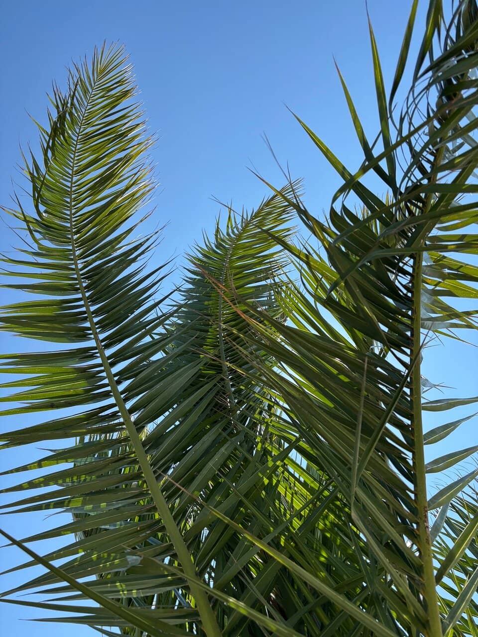 Beach Volleyball & Sports