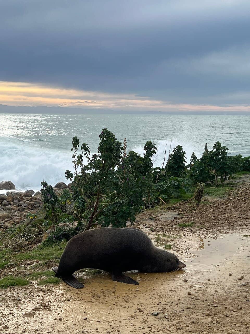 Aramoana Mole Walk