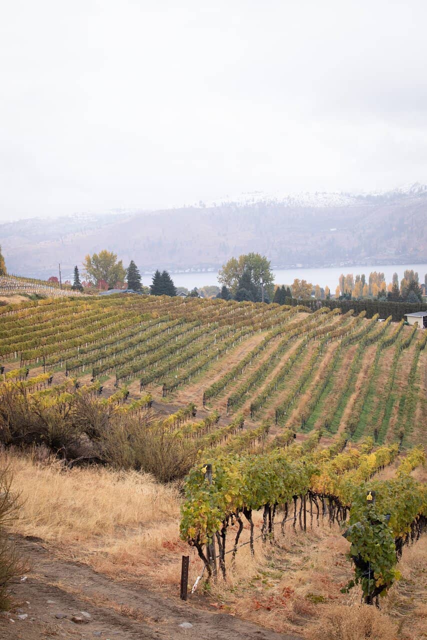 Organic & Salmon-Safe Wines