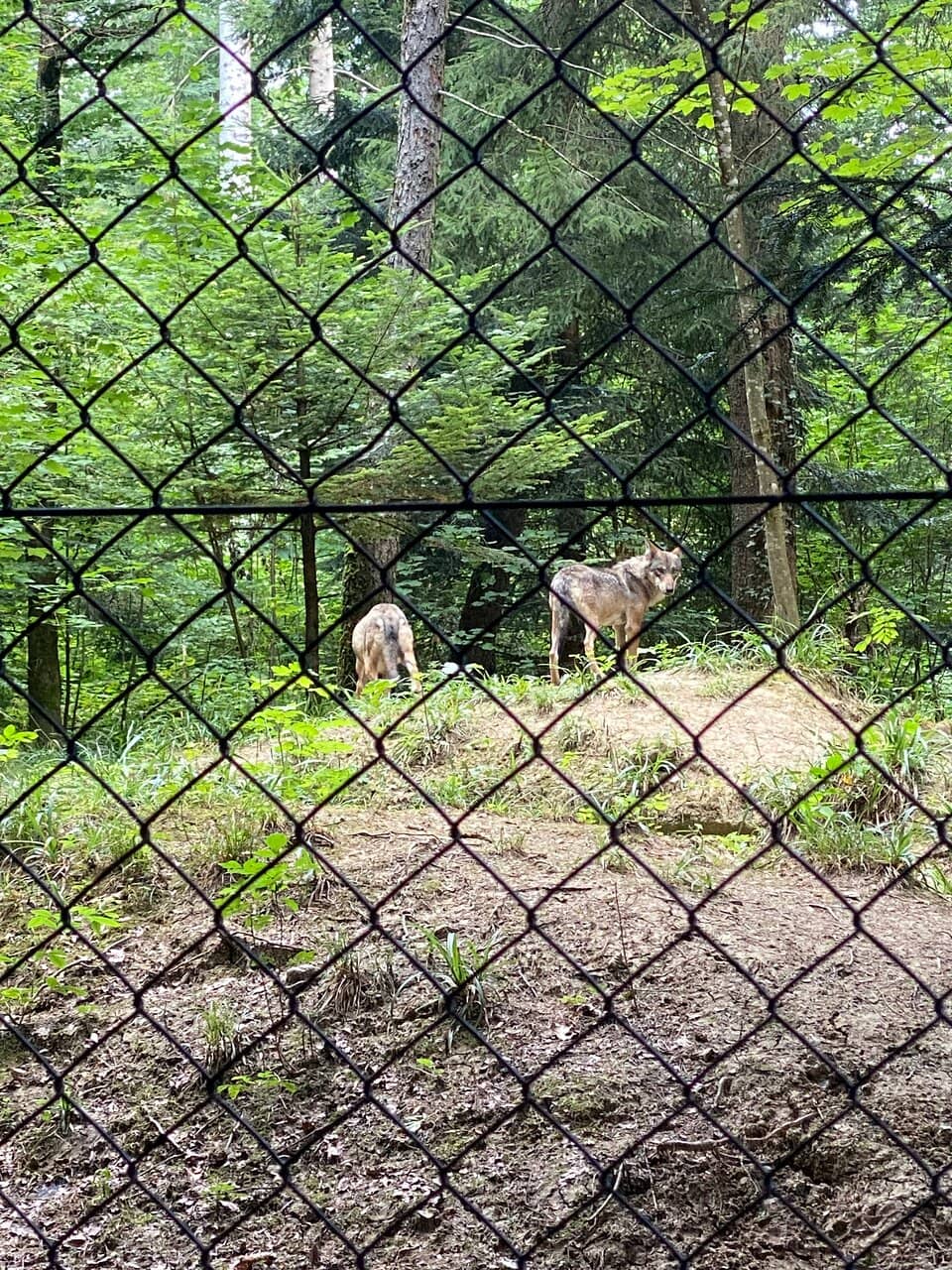 Eurasian Lynx