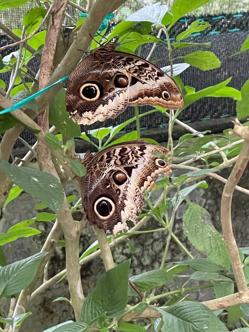 Tranquil Ponds and Wildlife