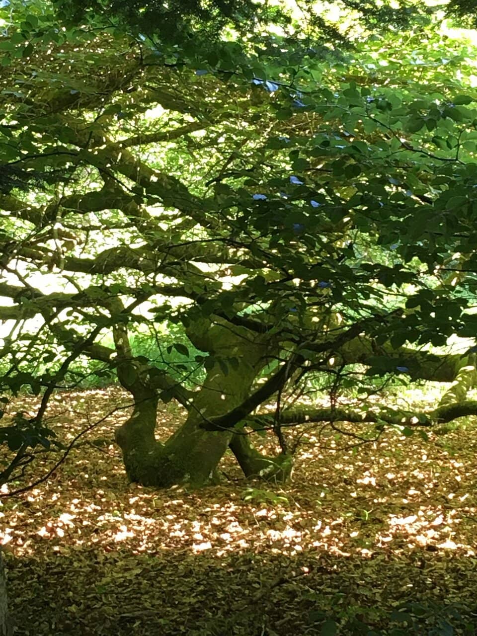 The Twisted Faux Trees
