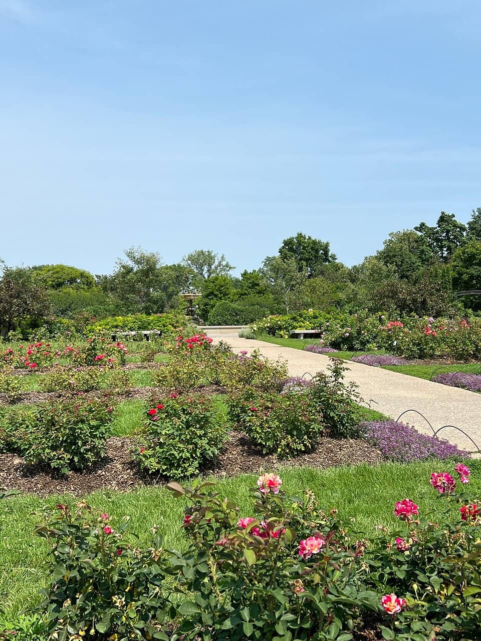 Thousands of Rose Varieties