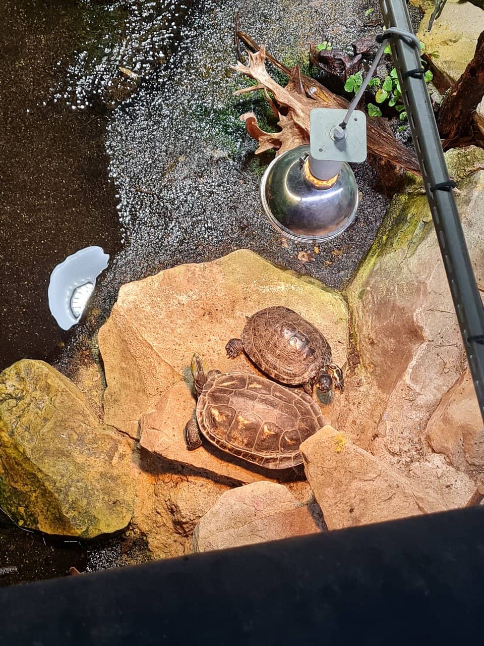 Vibrant Tropical Fish