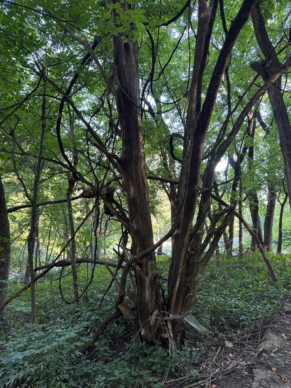 Butterfly Garden Oasis