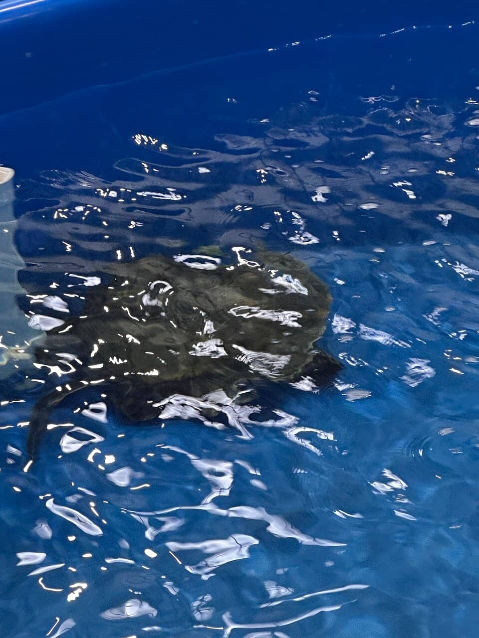 Support Conservation Efforts