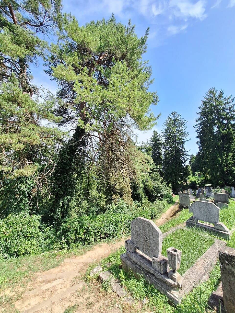 Ivy-Draped Tombs