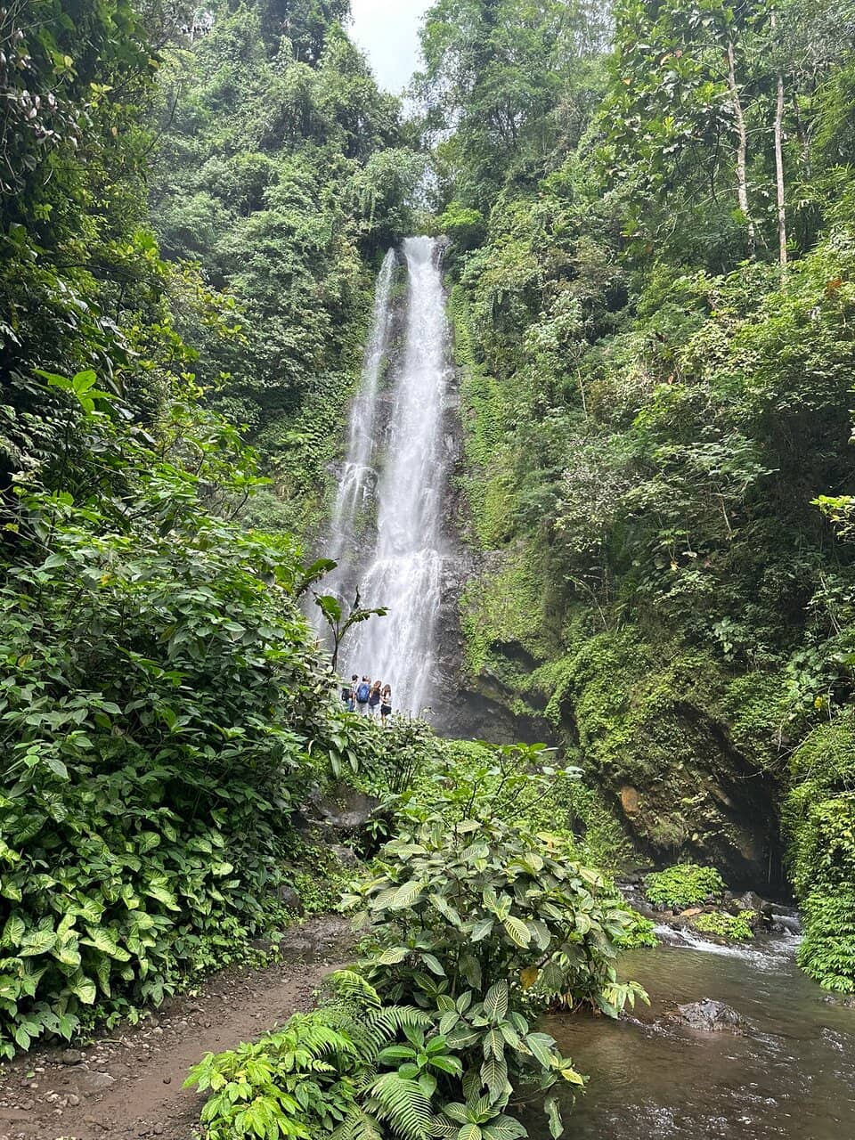 Tranquil Jungle Setting