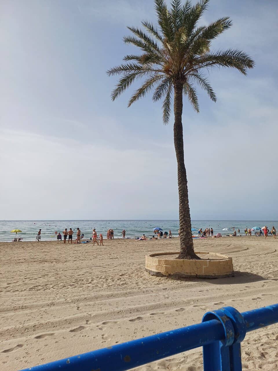 Palm-Lined Promenade