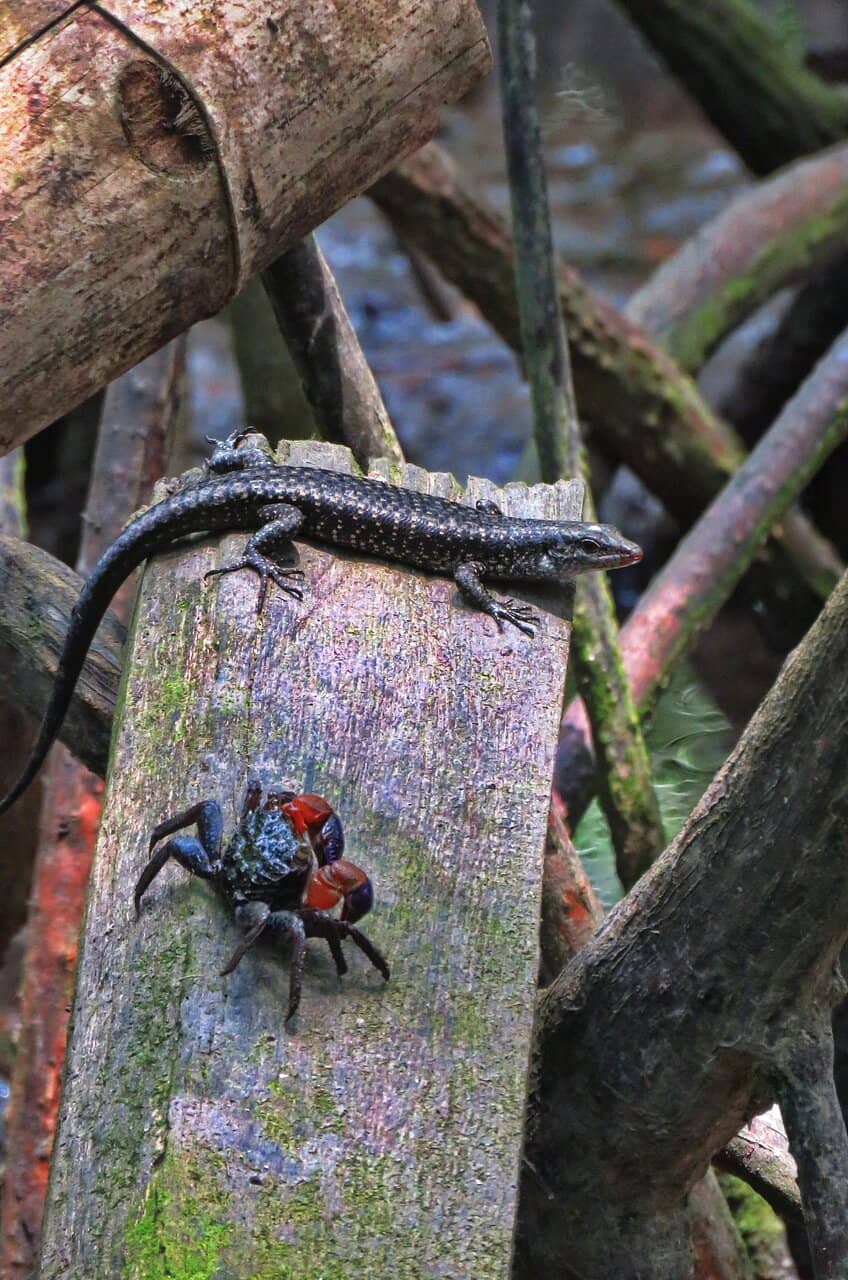 Birdwatching Opportunities