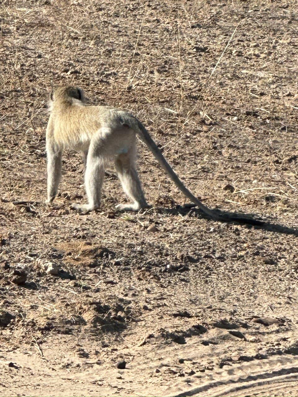 Victoria Falls Views