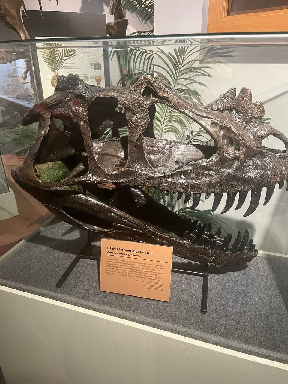 Dinosaur Skeletons