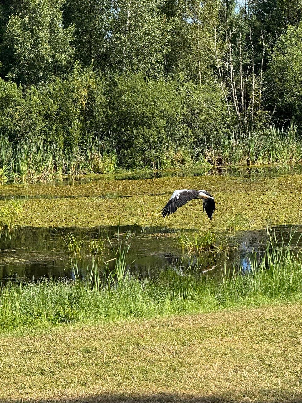 Giant Raptors like Condors