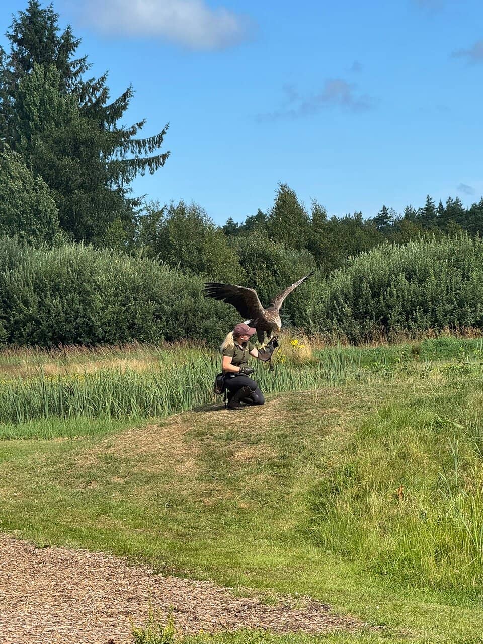 Impressive Bird of Prey Shows