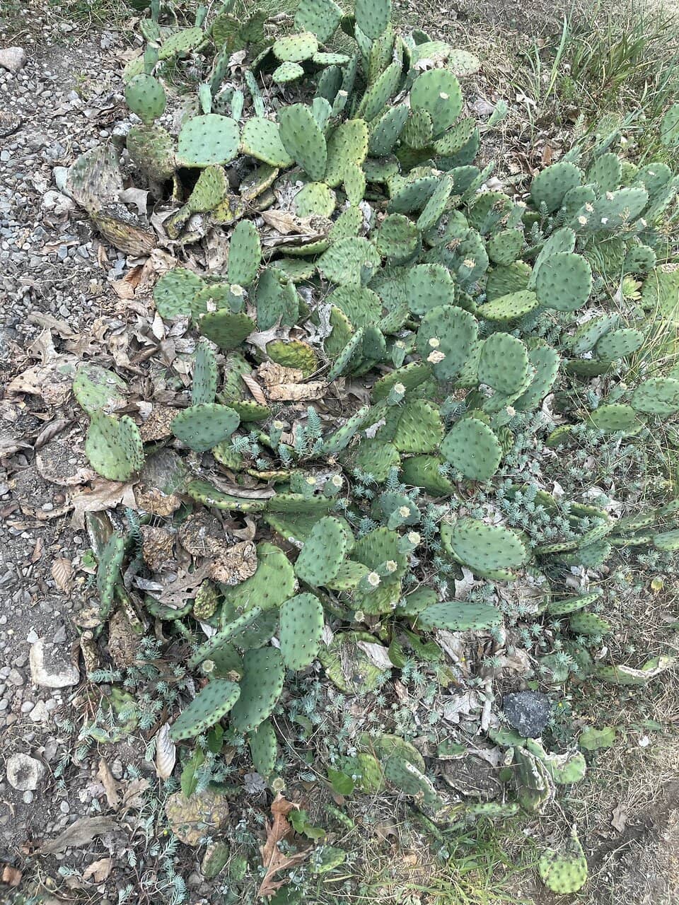 Wildlife Spotting