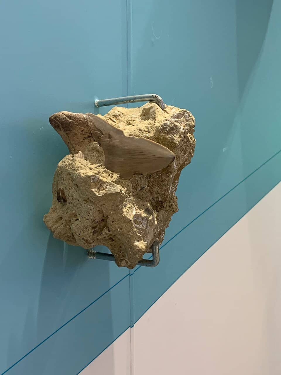 Fossil Wonderland