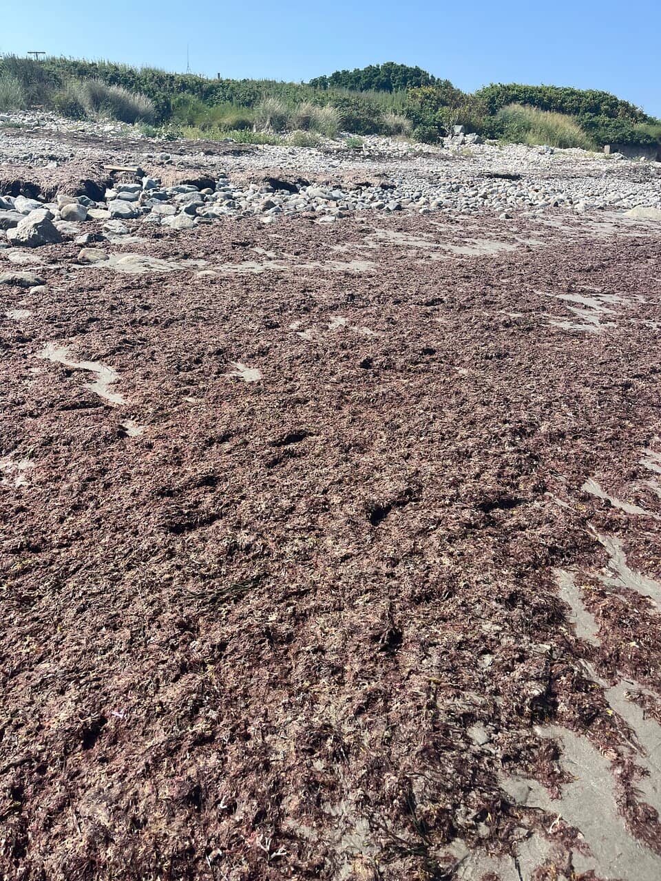 Tidal Pools at Low Tide