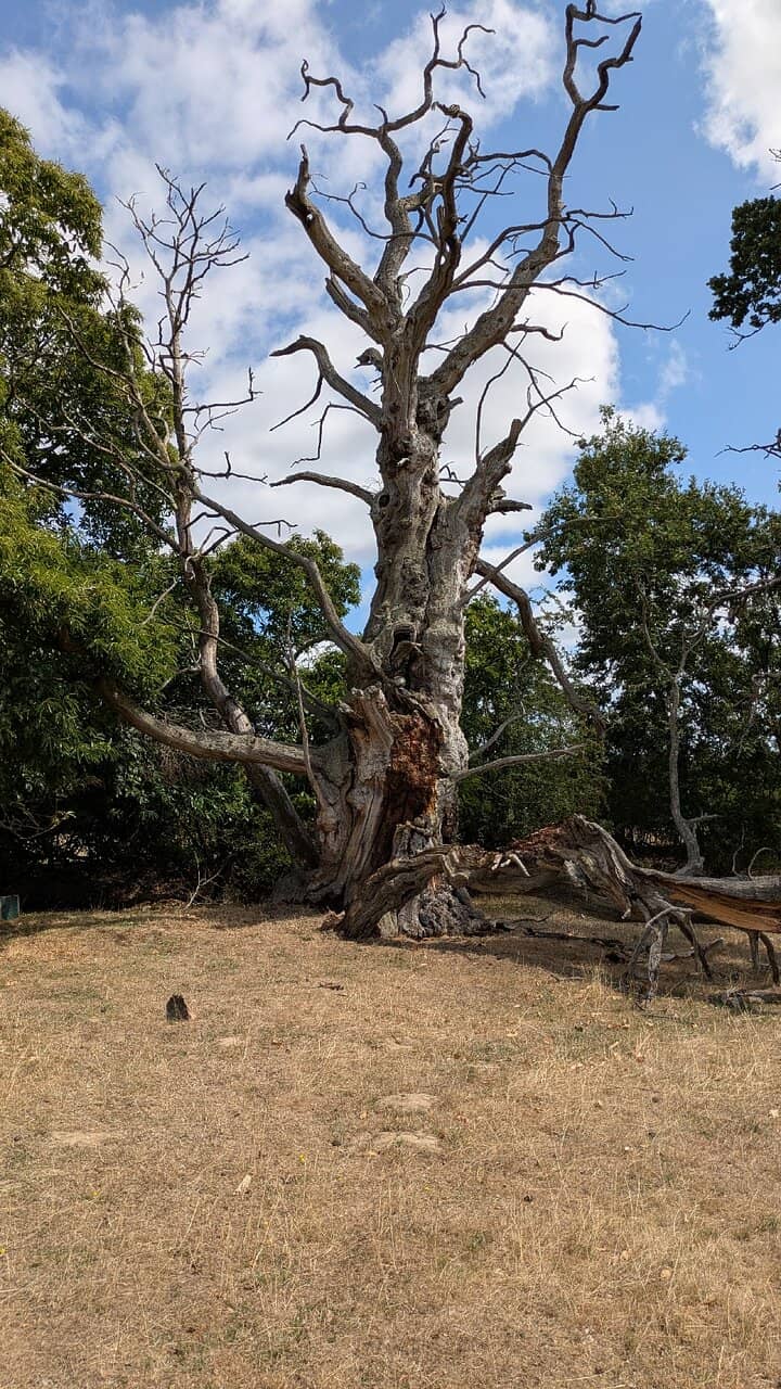 Croft Castle Interior