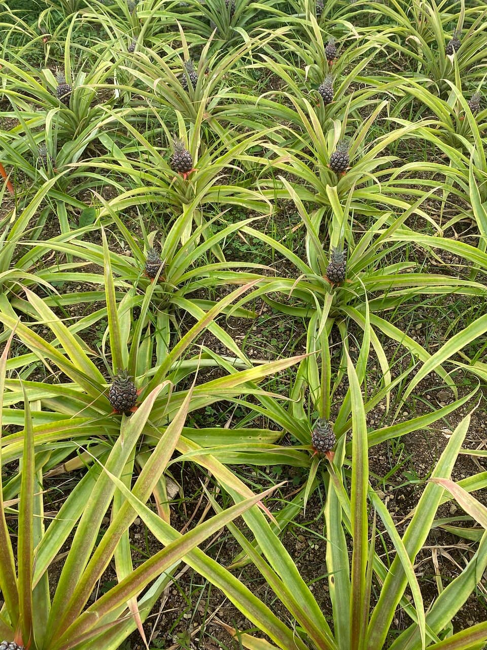 Pineapple Tasting
