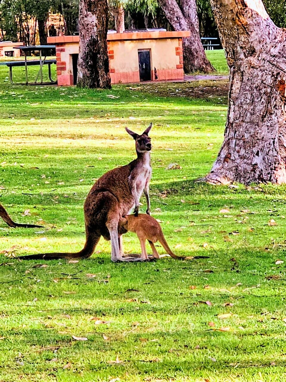 Dusk Kangaroo Sightings