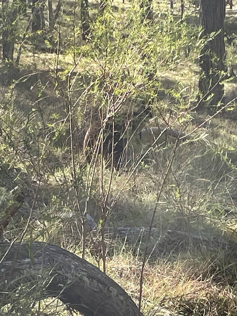 Wollomombi Gorge